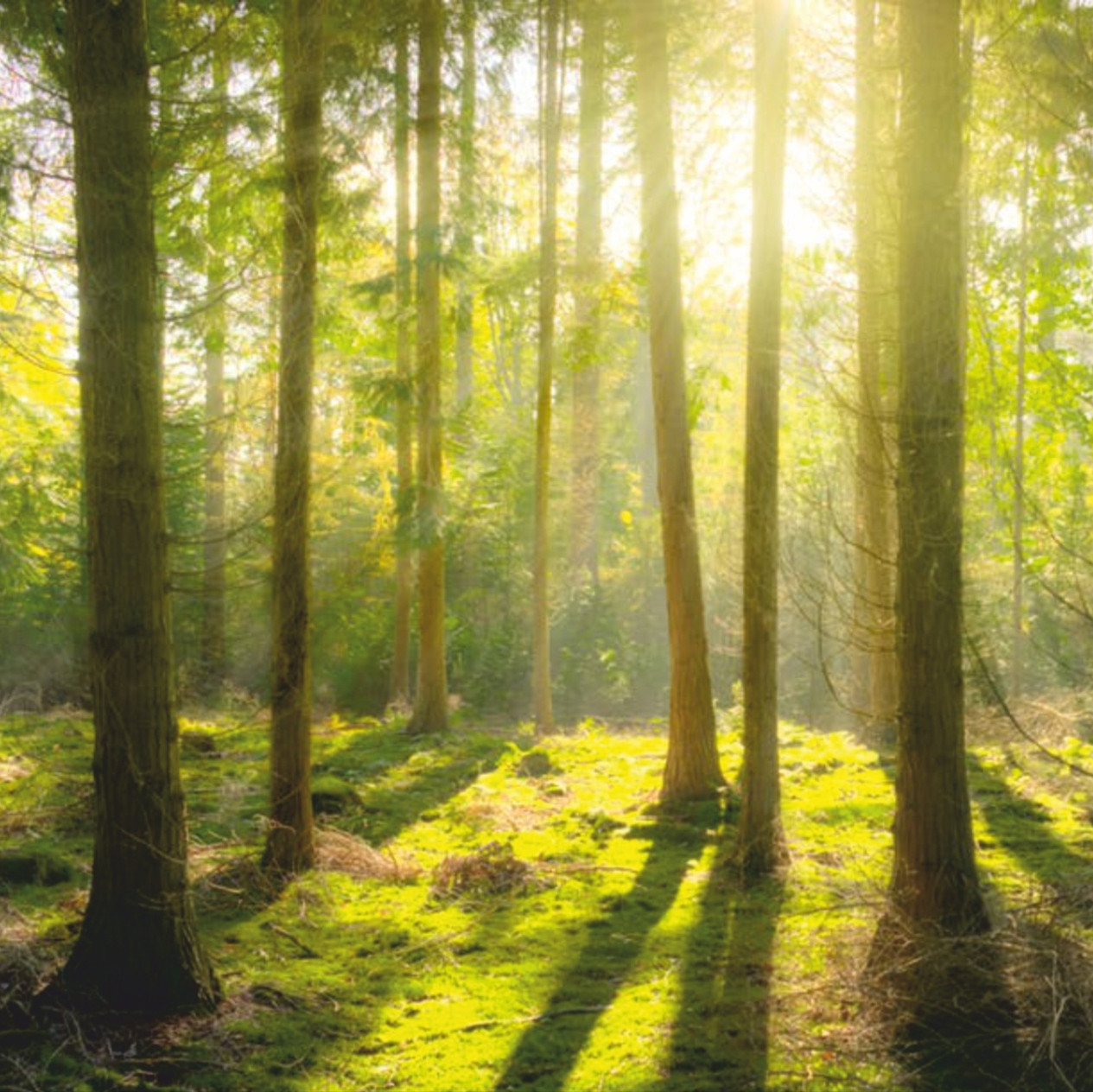 Nachhaltigkeit im Hochwald